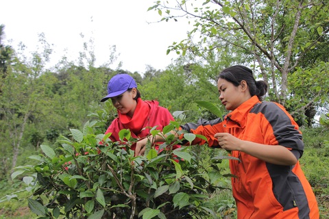 Những cô bé xứ Tuyên tuyệt vời - Ảnh 1. Những cô bé xứ Tuyên tuyệt vời - Ảnh 1.