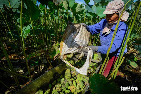 Thu hơn trăm triệu đồng mỗi vụ ở vựa sen lớn nhất miền Bắc - Ảnh 4. Thu hơn trăm triệu đồng mỗi vụ ở vựa sen lớn nhất miền Bắc - Ảnh 4.