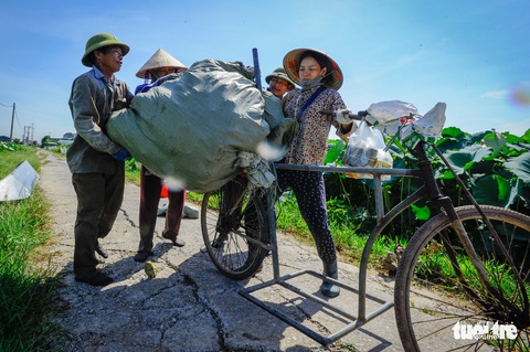 Thu hơn trăm triệu đồng mỗi vụ ở vựa sen lớn nhất miền Bắc - Ảnh 6. Thu hơn trăm triệu đồng mỗi vụ ở vựa sen lớn nhất miền Bắc - Ảnh 6.