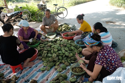 Thu hơn trăm triệu đồng mỗi vụ ở vựa sen lớn nhất miền Bắc - Ảnh 7. Thu hơn trăm triệu đồng mỗi vụ ở vựa sen lớn nhất miền Bắc - Ảnh 7.