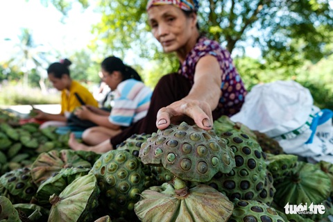 Thu hơn trăm triệu đồng mỗi vụ ở vựa sen lớn nhất miền Bắc - Ảnh 1. Thu hơn trăm triệu đồng mỗi vụ ở vựa sen lớn nhất miền Bắc - Ảnh 1.