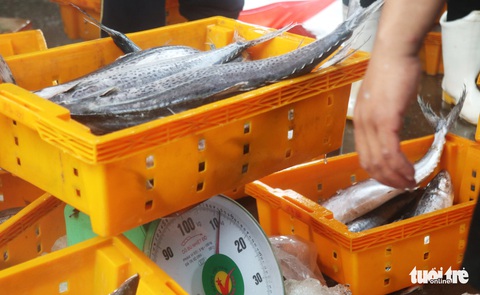 Ngư dân hối hả đưa hải sản vào bờ tránh bão số 2 - Ảnh 9. Ngư dân hối hả đưa hải sản vào bờ tránh bão số 2 - Ảnh 9.
