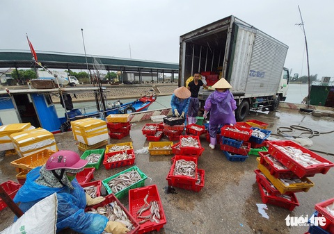 Ngư dân hối hả đưa hải sản vào bờ tránh bão số 2 - Ảnh 6. Ngư dân hối hả đưa hải sản vào bờ tránh bão số 2 - Ảnh 6.