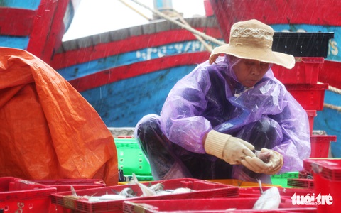 Ngư dân hối hả đưa hải sản vào bờ tránh bão số 2 - Ảnh 5. Ngư dân hối hả đưa hải sản vào bờ tránh bão số 2 - Ảnh 5.