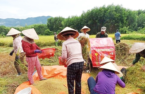 Xúc động cảnh hàng xóm chung tay gặt lúa giúp gia đình bị cách ly tập trung - Ảnh 2. Xúc động cảnh hàng xóm chung tay gặt lúa giúp gia đình bị cách ly tập trung - Ảnh 2.