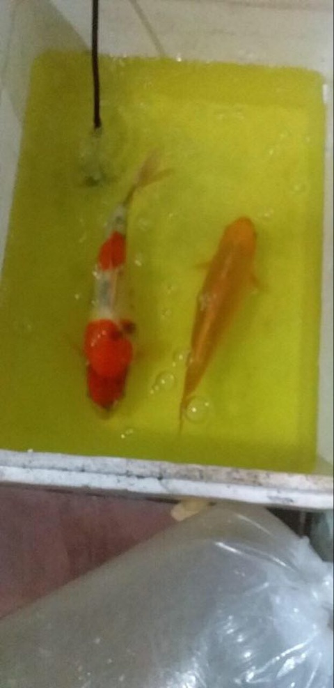 Bắt trộm cá Koi trăm triệu mang về... xẻ thịt - Ảnh 1. Bắt trộm cá Koi trăm triệu mang về... xẻ thịt - Ảnh 1.
