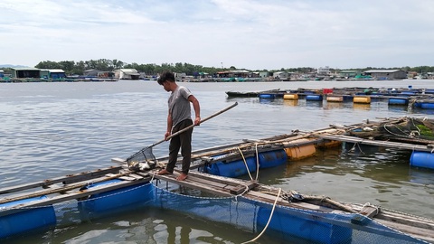 Cá bè Long Sơn chết lai rai chưa rõ nguyên nhân, người nuôi thiệt hại tiền tỉ - Ảnh 2. Cá bè Long Sơn chết lai rai chưa rõ nguyên nhân, người nuôi thiệt hại tiền tỉ - Ảnh 2.
