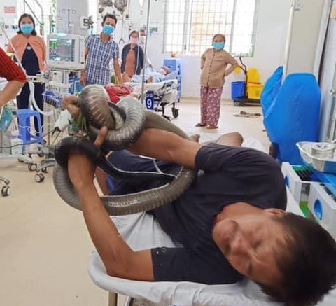 Rắn hổ mang chúa 2,5m cắn người, người ôm luôn rắn vô bệnh viện cấp cứu - Ảnh 1. Rắn hổ mang chúa 2,5m cắn người, người ôm luôn rắn vô bệnh viện cấp cứu - Ảnh 1.