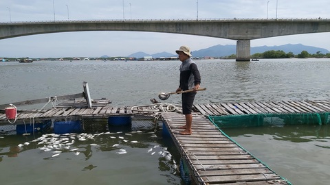Cá bè Long Sơn chết lai rai do ký sinh trùng quả dưa - Ảnh 1. Cá bè Long Sơn chết lai rai do ký sinh trùng quả dưa - Ảnh 1.