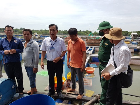Cá bè Long Sơn chết lai rai do ký sinh trùng quả dưa - Ảnh 2. Cá bè Long Sơn chết lai rai do ký sinh trùng quả dưa - Ảnh 2.