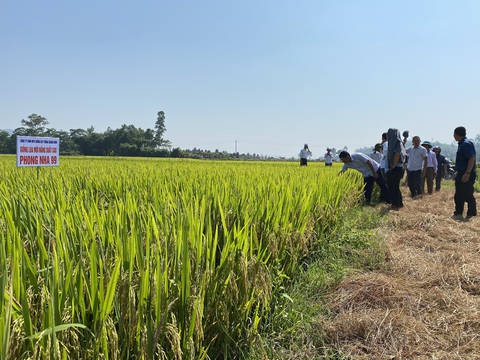 Quảng Bình lai tạo được giống lúa Phong Nha 99 ngon, năng suất cao - Ảnh 1. Quảng Bình lai tạo được giống lúa Phong Nha 99 ngon, năng suất cao - Ảnh 1.