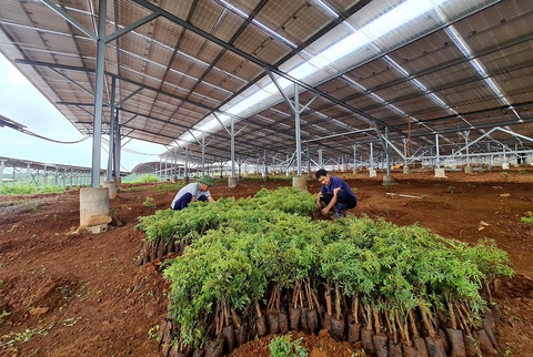 Lúng túng với điện mặt trời nông nghiệp - Ảnh 1. Lúng túng với điện mặt trời nông nghiệp - Ảnh 1.