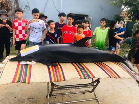 Dân làm nghi lễ chôn cất cá heo 300kg chết dạt trên sông Trường Giang - Ảnh 1. Dân làm nghi lễ chôn cất cá heo 300kg chết dạt trên sông Trường Giang - Ảnh 1.