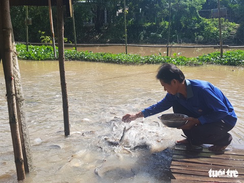 Chi tiền triệu nuôi đàn cá hàng ngàn con kéo đến sống trên kênh Thần Nông - Ảnh 3. Chi tiền triệu nuôi đàn cá hàng ngàn con kéo đến sống trên kênh Thần Nông - Ảnh 3.