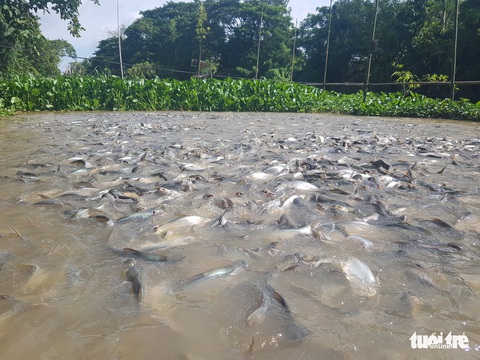 Chi tiền triệu nuôi đàn cá hàng ngàn con kéo đến sống trên kênh Thần Nông - Ảnh 1. Chi tiền triệu nuôi đàn cá hàng ngàn con kéo đến sống trên kênh Thần Nông - Ảnh 1.