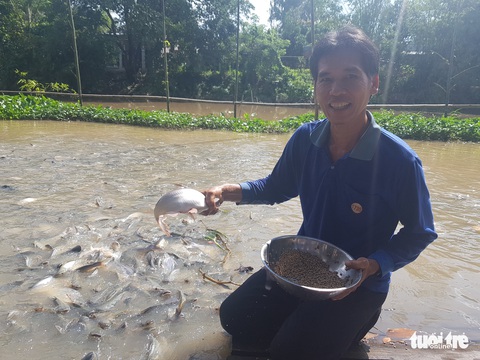 Chi tiền triệu nuôi đàn cá hàng ngàn con kéo đến sống trên kênh Thần Nông - Ảnh 5. Chi tiền triệu nuôi đàn cá hàng ngàn con kéo đến sống trên kênh Thần Nông - Ảnh 5.