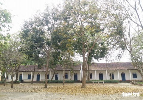 Hàng loạt cây xà cừ trong sân trường lại bị cắt trụi cành lá - Ảnh 4. Hàng loạt cây xà cừ trong sân trường lại bị cắt trụi cành lá - Ảnh 4.