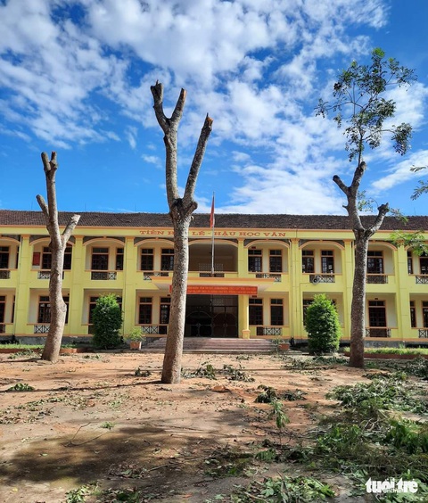 Hàng loạt cây xà cừ trong sân trường lại bị cắt trụi cành lá - Ảnh 2. Hàng loạt cây xà cừ trong sân trường lại bị cắt trụi cành lá - Ảnh 2.