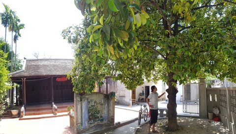 Chuyện chưa kể về cây trái cố đô Huế - Kỳ 3: Giáng châu Gia Định - Ảnh 1. Chuyện chưa kể về cây trái cố đô Huế - Kỳ 3: Giáng châu Gia Định - Ảnh 1.