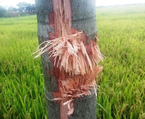 Vụ nổ khiến một phụ nữ tử vong: nghi do đầu đạn pháo cỡ lớn từ thời chiến tranh - Ảnh 2. Vụ nổ khiến một phụ nữ tử vong: nghi do đầu đạn pháo cỡ lớn từ thời chiến tranh - Ảnh 2.