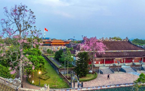 Chuyện chưa kể về cây trái cố đô Huế - Kỳ 5: Ngô đồng vương giả trời Nam - Ảnh 1. Chuyện chưa kể về cây trái cố đô Huế - Kỳ 5: Ngô đồng vương giả trời Nam - Ảnh 1.