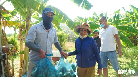 Bạn trẻ Đà Nẵng vào tận vườn giải cứu đu đủ Quảng Nam mắc kẹt vì dịch - Ảnh 1. Bạn trẻ Đà Nẵng vào tận vườn giải cứu đu đủ Quảng Nam mắc kẹt vì dịch - Ảnh 1.