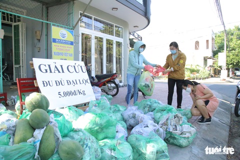 Bạn trẻ Đà Nẵng vào tận vườn giải cứu đu đủ Quảng Nam mắc kẹt vì dịch - Ảnh 6. Bạn trẻ Đà Nẵng vào tận vườn giải cứu đu đủ Quảng Nam mắc kẹt vì dịch - Ảnh 6.