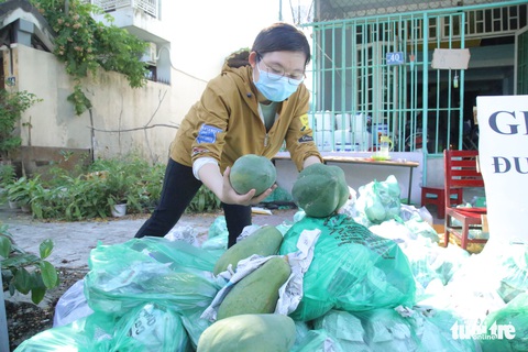 Bạn trẻ Đà Nẵng vào tận vườn giải cứu đu đủ Quảng Nam mắc kẹt vì dịch - Ảnh 7. Bạn trẻ Đà Nẵng vào tận vườn giải cứu đu đủ Quảng Nam mắc kẹt vì dịch - Ảnh 7.