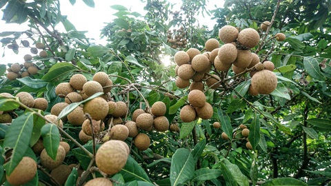 Bạn hàng Trung Quốc ngưng mua nhãn lồng Hưng Yên vì có dịch COVID-19 - Ảnh 1. Bạn hàng Trung Quốc ngưng mua nhãn lồng Hưng Yên vì có dịch COVID-19 - Ảnh 1.