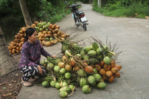 Nước mặn khiến dừa teo tóp một nửa, giá chỉ còn 500 đồng một trái - Ảnh 3. Nước mặn khiến dừa teo tóp một nửa, giá chỉ còn 500 đồng một trái - Ảnh 3.