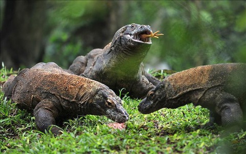 Indonesia hạn chế số khách du lịch tham quan đảo rồng Komodo - Ảnh 1. Indonesia hạn chế số khách du lịch tham quan đảo rồng Komodo - Ảnh 1.