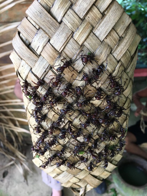 Lễ trưởng thành đầy đau đớn: Cho kiến đạn đốt đến tê liệt, sinh ảo giác - Ảnh 3. Lễ trưởng thành đầy đau đớn: Cho kiến đạn đốt đến tê liệt, sinh ảo giác - Ảnh 3.