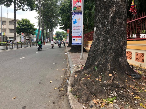 Cây dầu cổ thụ ở Bình Thạnh khỏe mạnh nhưng bị đốn hạ vì cản trở giao thông - Ảnh 2. Cây dầu cổ thụ ở Bình Thạnh khỏe mạnh nhưng bị đốn hạ vì cản trở giao thông - Ảnh 2.