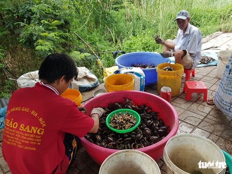 Lũ về trễ, cua đồng, cá linh non ít nên giá trên trời - Ảnh 3. Lũ về trễ, cua đồng, cá linh non ít nên giá trên trời - Ảnh 3.