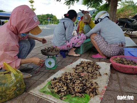 Lũ về trễ, cua đồng, cá linh non ít nên giá trên trời - Ảnh 5. Lũ về trễ, cua đồng, cá linh non ít nên giá trên trời - Ảnh 5.