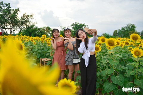 Thỏa thích tung tẩy giữa cánh đồng hoa rực rỡ tại quận 9 - Ảnh 4. Thỏa thích tung tẩy giữa cánh đồng hoa rực rỡ tại quận 9 - Ảnh 4.