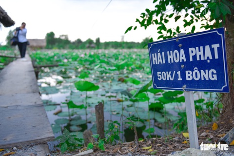 Thỏa thích tung tẩy giữa cánh đồng hoa rực rỡ tại quận 9 - Ảnh 9. Thỏa thích tung tẩy giữa cánh đồng hoa rực rỡ tại quận 9 - Ảnh 9.