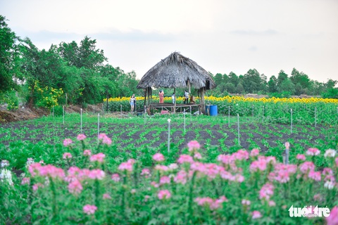 Thỏa thích tung tẩy giữa cánh đồng hoa rực rỡ tại quận 9 - Ảnh 11. Thỏa thích tung tẩy giữa cánh đồng hoa rực rỡ tại quận 9 - Ảnh 11.