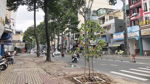 Cây xanh trên nhiều đường TP.HCM biến mất: Có hay không lạm dụng đốn cây? - Ảnh 1. Cây xanh trên nhiều đường TP.HCM biến mất: Có hay không lạm dụng đốn cây? - Ảnh 1.