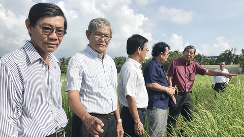 Gạo Việt đừng mải mê sản lượng - Ảnh 2. Gạo Việt đừng mải mê sản lượng - Ảnh 2.