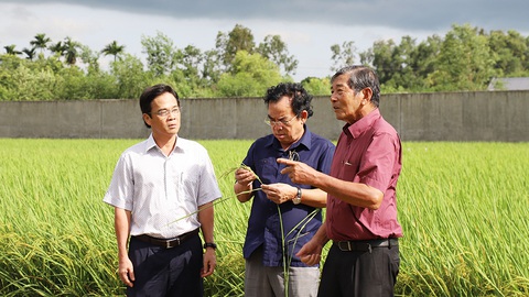 Gạo Việt đừng mải mê sản lượng - Ảnh 1. Gạo Việt đừng mải mê sản lượng - Ảnh 1.