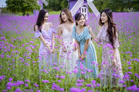 Cánh đồng hoa oải hương thảo đầu tiên tại Hà Nội hút hồn du khách - Ảnh 3. Cánh đồng hoa oải hương thảo đầu tiên tại Hà Nội hút hồn du khách - Ảnh 3.