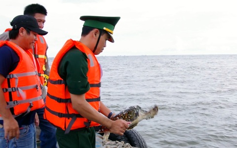 Một người dân bỏ tiền túi mua đồi mồi quý hiếm thả về biển - Ảnh 2. Một người dân bỏ tiền túi mua đồi mồi quý hiếm thả về biển - Ảnh 2.