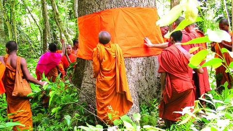 Quy y cho cây - hướng tâm trân trọng môi trường - Ảnh 1. Quy y cho cây - hướng tâm trân trọng môi trường - Ảnh 1.