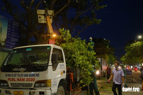 Đà Nẵng khẩn trương cắt tỉa cây xanh trước giờ bão số 5 đổ bộ - Ảnh 2. Đà Nẵng khẩn trương cắt tỉa cây xanh trước giờ bão số 5 đổ bộ - Ảnh 2.