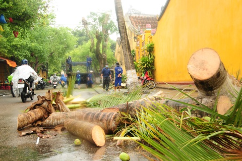 Nông dân hối hả gặt lúa sớm, phố cổ đốn bớt cây tránh bão - Ảnh 4. Nông dân hối hả gặt lúa sớm, phố cổ đốn bớt cây tránh bão - Ảnh 4.