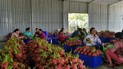 Gần ¼ diện tích cây ăn trái ĐBSCL có nguy cơ ảnh hưởng bởi hạn mặn - Ảnh 1. Gần ¼ diện tích cây ăn trái ĐBSCL có nguy cơ ảnh hưởng bởi hạn mặn - Ảnh 1.