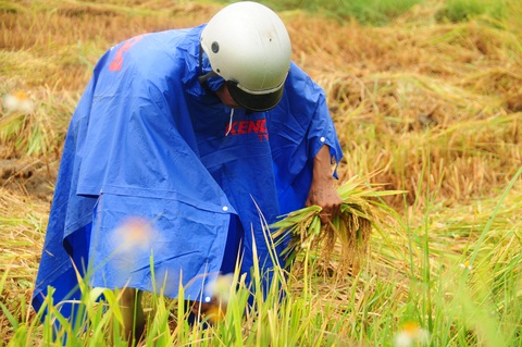 Nông dân hối hả gặt lúa sớm, phố cổ đốn bớt cây tránh bão - Ảnh 1. Nông dân hối hả gặt lúa sớm, phố cổ đốn bớt cây tránh bão - Ảnh 1.