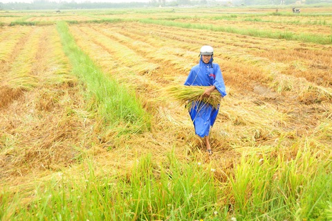 Nông dân hối hả gặt lúa sớm, phố cổ đốn bớt cây tránh bão - Ảnh 2. Nông dân hối hả gặt lúa sớm, phố cổ đốn bớt cây tránh bão - Ảnh 2.