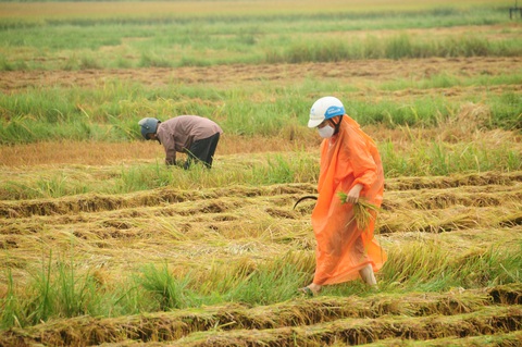 Nông dân hối hả gặt lúa sớm, phố cổ đốn bớt cây tránh bão - Ảnh 3. Nông dân hối hả gặt lúa sớm, phố cổ đốn bớt cây tránh bão - Ảnh 3.